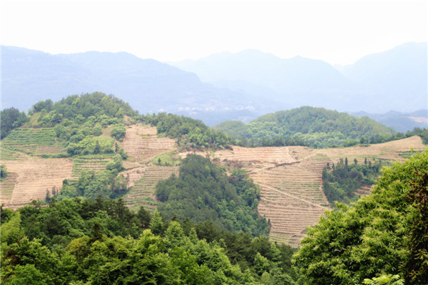 对面坡上600余亩脐橙基地（帮助贫困户完成了600余亩脐橙种植任务）.jpg